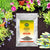 Vgrow Triple Super Phosphate 0-46-0 Fertilizer (900g) x 3 Bundle